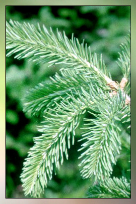 Fir,&nbsp;Balsam Therapeutic-Grade Essential Oil