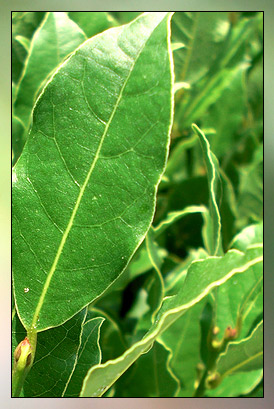 Bay Laurel Therapeutic-Grade Essential Oil