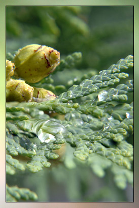 Cedarwood, Atlantic Therapeutic-Grade Essential Oil