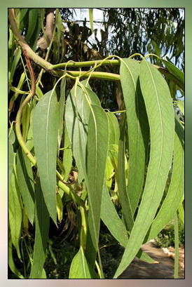 Eucalyptus&nbsp;Globulus Therapeutic-Grade Essential Oil