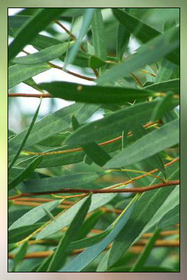 Eucalyptus&nbsp;Polybractea Therapeutic-Grade Essential Oil