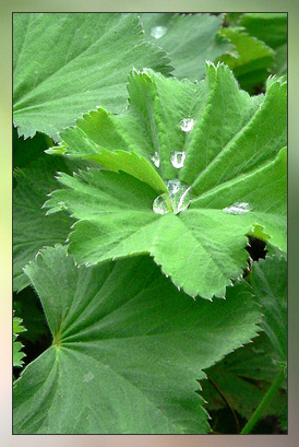 Geranium Therapeutic-Grade Essential Oil