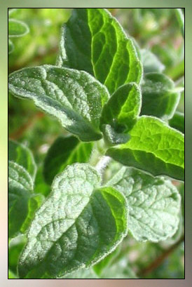 Marjoram, Sweet (true) Therapeutic-Grade Essential Oil