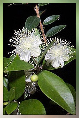 Myrtle&nbsp;Therapeutic-Grade Essential Oil