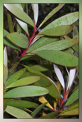 Niaouli (MQV) Essential Oil