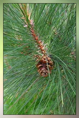 Pine, Scotch Essential Oil