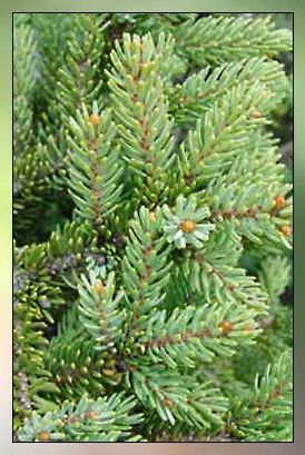 Spruce Therapeutic-Grade Essential Oil