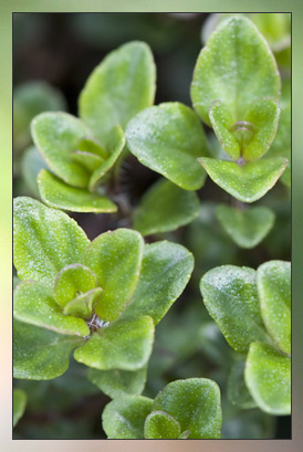 Thyme, White (Linalool) Therapeutic-Grade Essential Oil