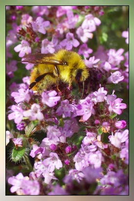 Thyme, Geraniol&nbsp;Therapeutic-Grade Essential Oil