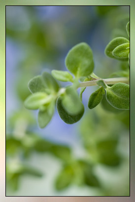 Thyme,&nbsp;Thujanol&nbsp;Therapeutic-Grade Essential Oil