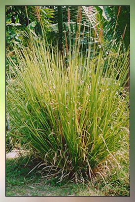 Vetiver&nbsp;Therapeutic-Grade Essential Oil